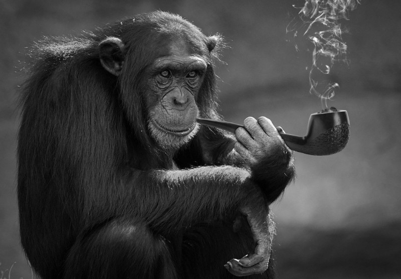 Создать мем: шимпанзе уошо, шимпанзе и горилла, бонобо обезьяна