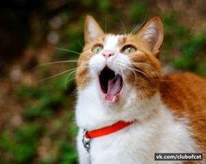 Create meme: surprised kitty, cat with open mouth, funny cat