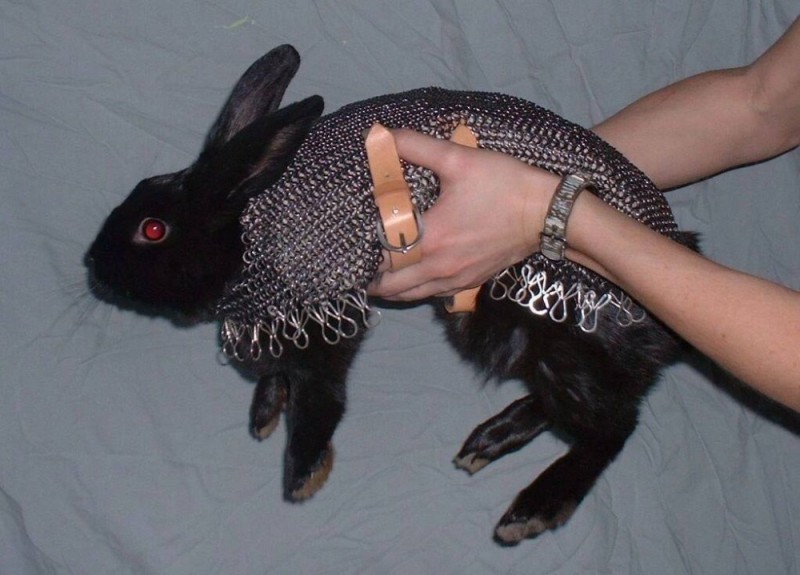 Create meme: black rabbit, rabbit in chain mail, rabbit leash