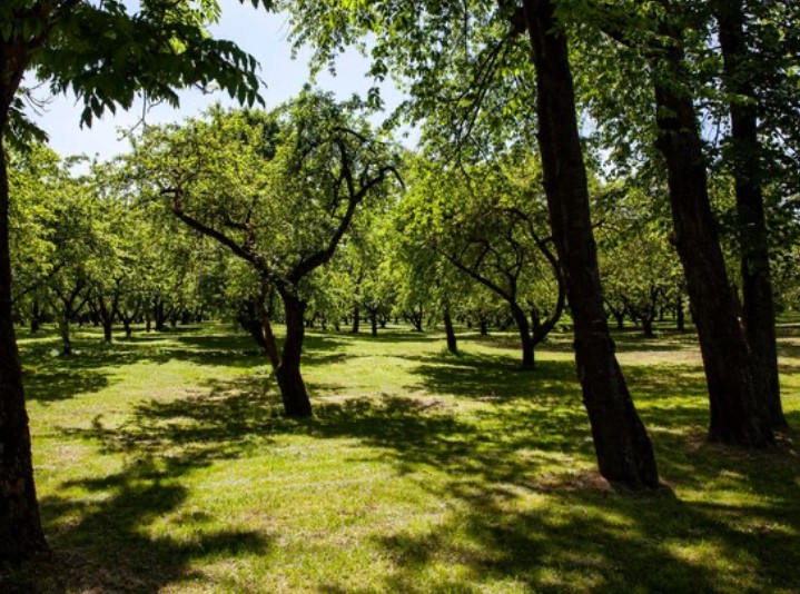 Create meme: Kolomenskoye Park apple orchard, Kolomenskoye apple orchard, apple orchard in Kolomenskoye