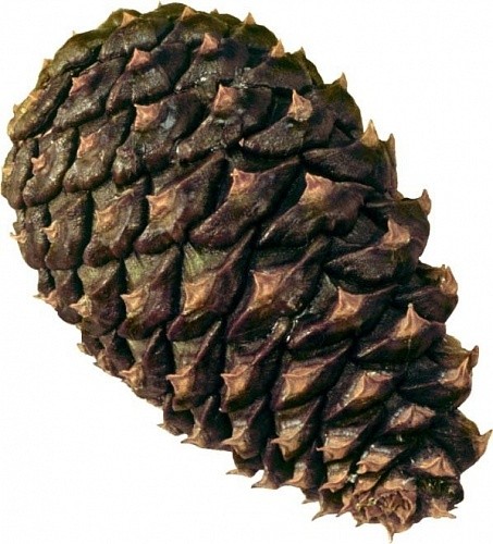 Create meme: clipart bump, pine cones, spruce cedar pine cone