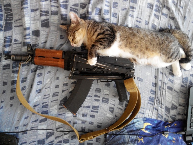 Создать мем: штурмовая кошка, кот с пулеметом, котик с автоматом
