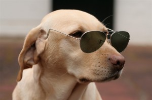 Create meme: sunglasses, dog hd, funny dog