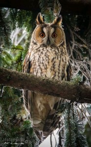 Create meme: long-eared owl