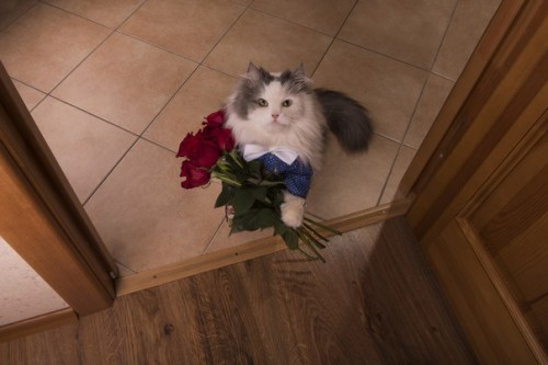 Create Meme Cats The Cat Gives Flowers Cat Pictures Meme