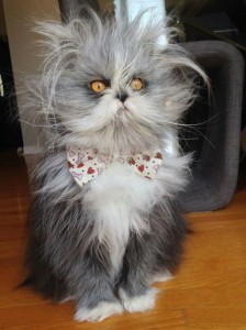Создать мем: лохматые коты атчум, персидский кот, Персидская кошка