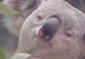 Создать мем: коала из мема, коала блак, накуренная коала