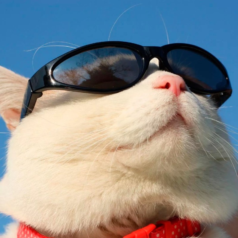 Создать мем: коты в очках, кот в очках крутой, кот в солнечных очках