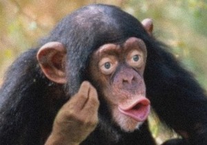Создать мем: самец шимпанзе, обезьяна шимпанзе, шимпанзе мем