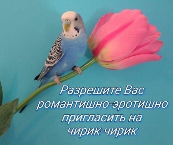 Create meme: budgie, Let me invite you to a tweet tweet, Let me invite you to a tweet
