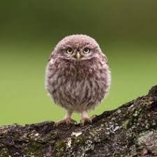 Create meme: birds cute owlets, cute owls pictures, cute owlets