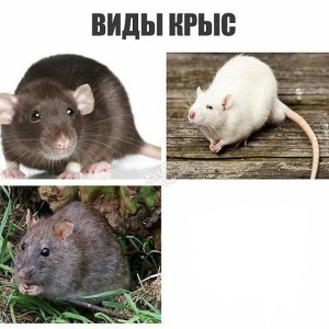 Самая Большая Крыса Фото