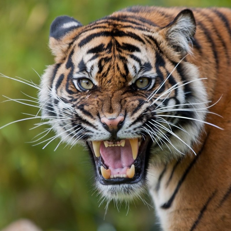 Создать мем: уссурийский тигр оскал, суматранский тигр, агрессивный тигр