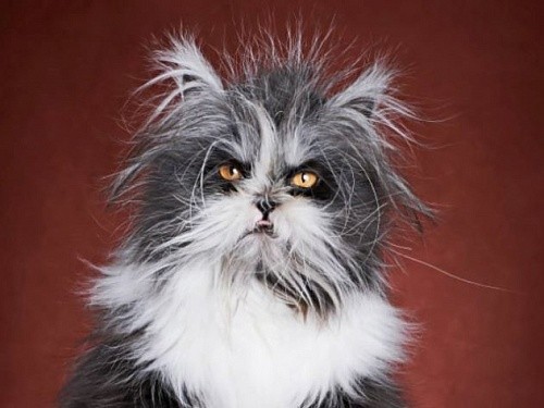 Создать мем: персидский кот, седая кошка, лохматая кошка