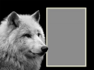 Создать мем: арктический волк, ауф волк, фоторамка с волком