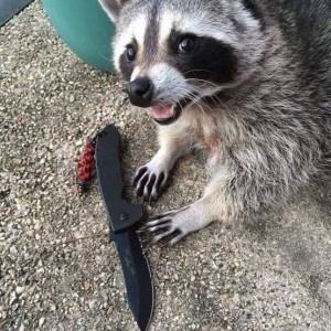 Create meme: enotik, raccoon animal, raccoon cute