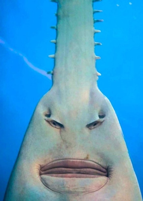 Create meme: the pareidolia illusion, saw - nosed stingrays, anluko