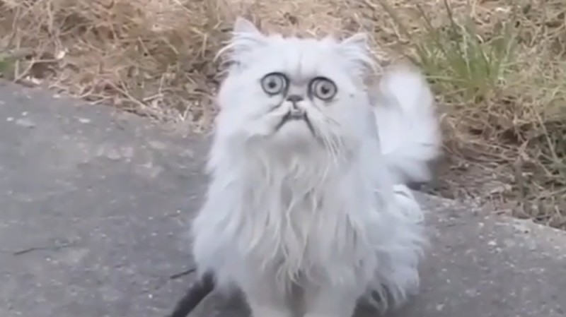 Create meme: persian chinchilla wilfred, strange cat wilfred, scary cat 