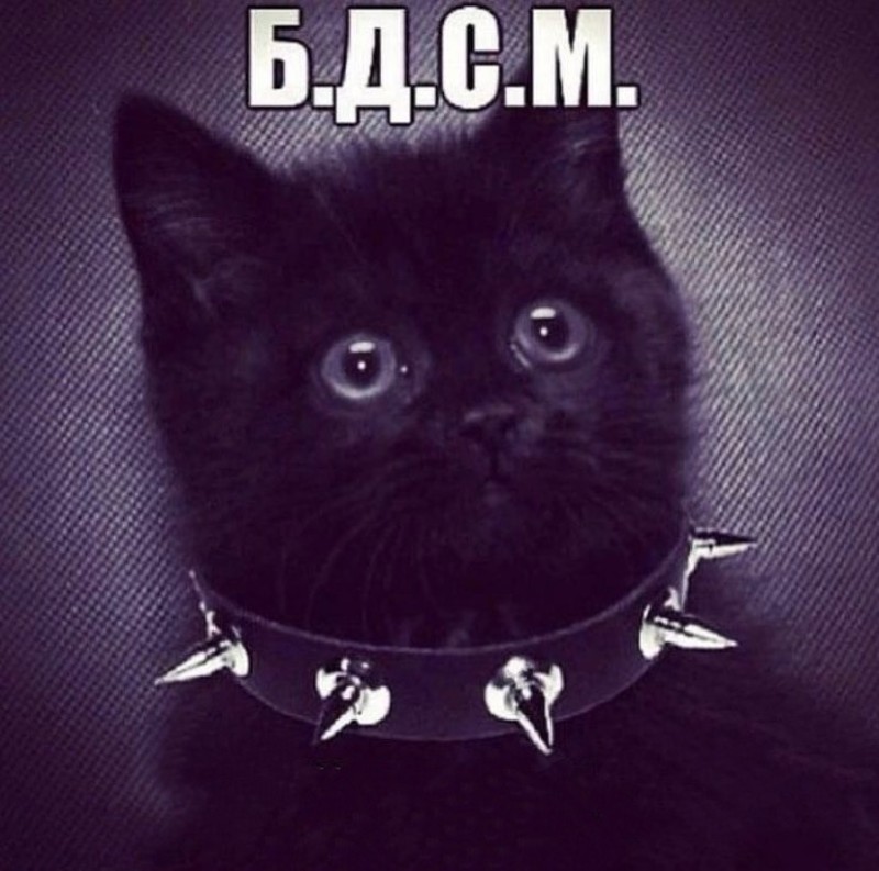 Создать мем: кот, черный кот в ошейнике, бесконечное добро сострадание и милосердие