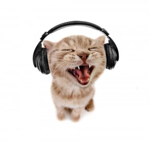 Create meme: cat with headphones