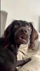 Create meme: The spaniel is funny, dog , surprised dog