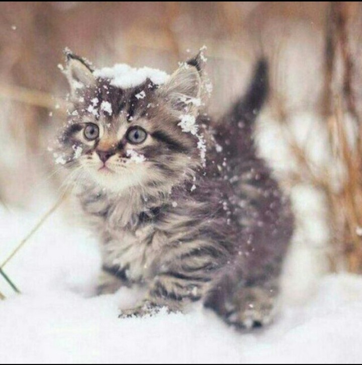 Создать мем: зимний кот, котик в снегу, зимний котик