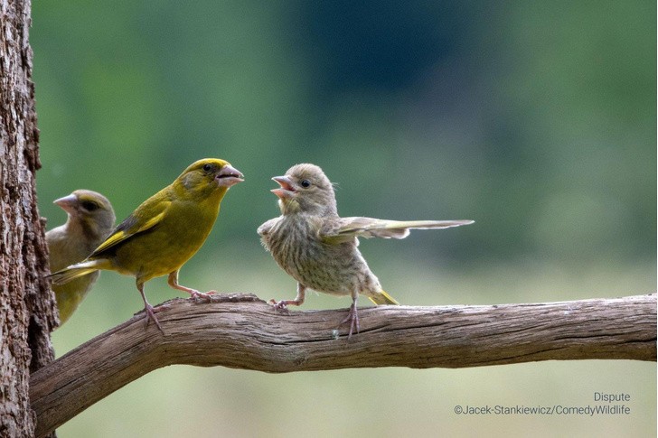 Create meme: green bird, canary bird, the green bird is an ordinary chick