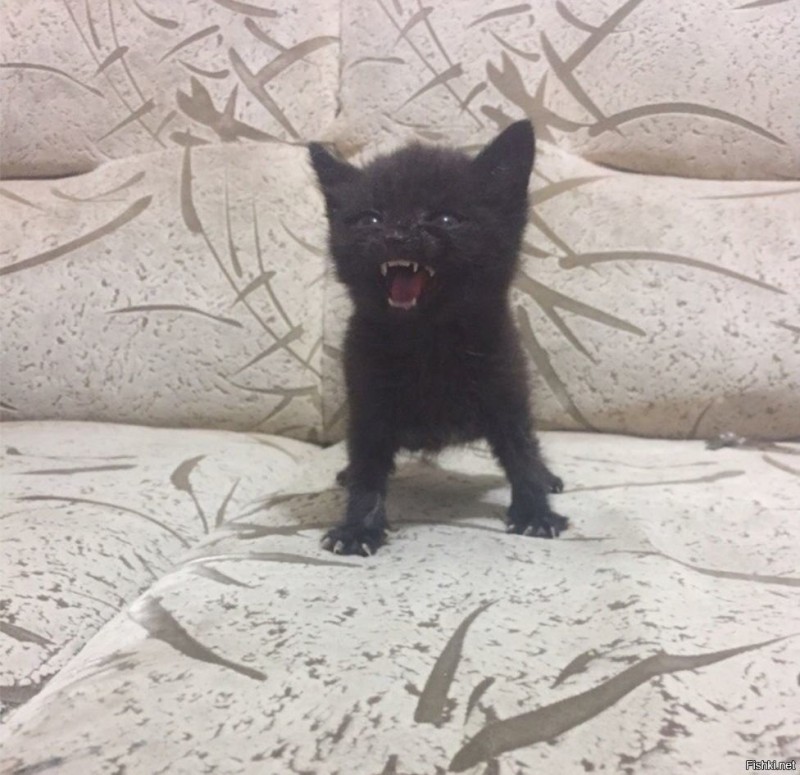 Create meme: the cat is evil, kitty , cat black 