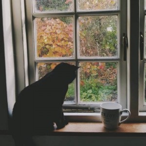 Создать мем: window, окно жизни, tumblr aesthetic autumn cat