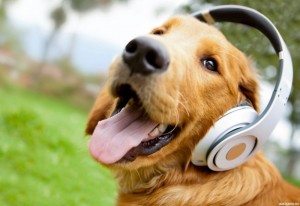 Создать мем: собака слушает музыку, веселая собака, собака в наушниках