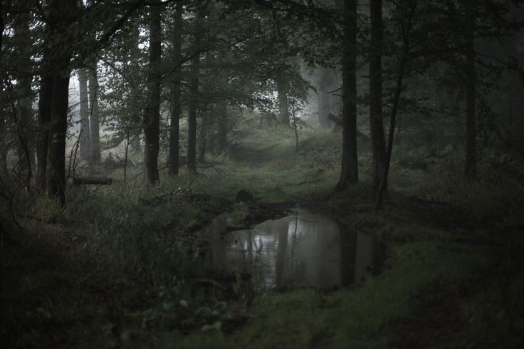 Create meme: the forest dark, forest landscape, gloomy landscapes