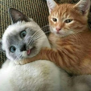Создать мем: cat and dog, funny cat, кошка