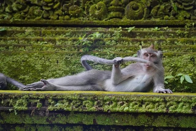 Create meme: monkey forest , monkey forest in bali, forest of monkeys in ubud