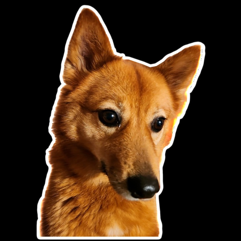 Create meme: dog , dog woof , the dingo dog