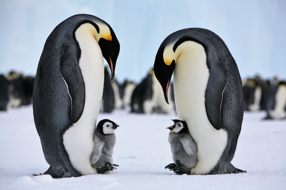 Create meme: Emperor penguin , penguins couple, penguin 