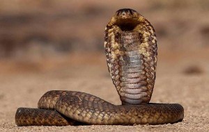 Создать мем: демонстративное поведение животных, кобры, змея королевская кобра