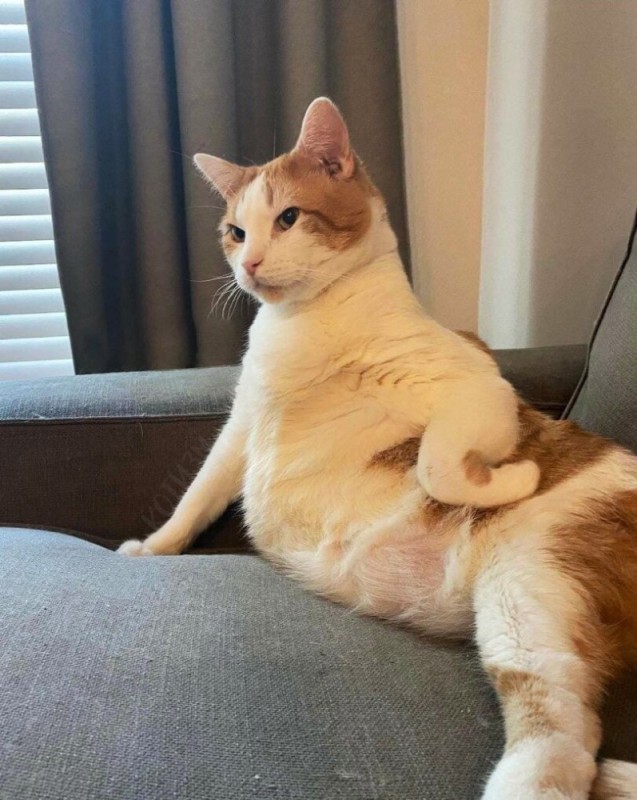 Создать мем: кот хоба, толстый кот, жирный котик
