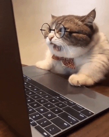 Create meme: cat at the computer, smart cat, the cat at the computer