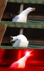 Create meme: screaming Seagull meme, screaming Seagull, Seagull meme