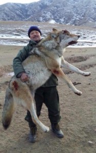 Создать мем: большой волк трофей, самые большие волки в мире, огромный волк