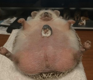 Create meme: pig, hedgehog, belly