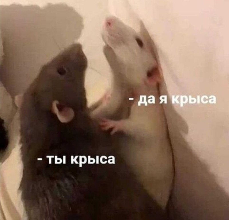 Create meme: I am a rat yes I am a rat, you're a rat I'm a rat, You're a rat yes I'm a rat meme