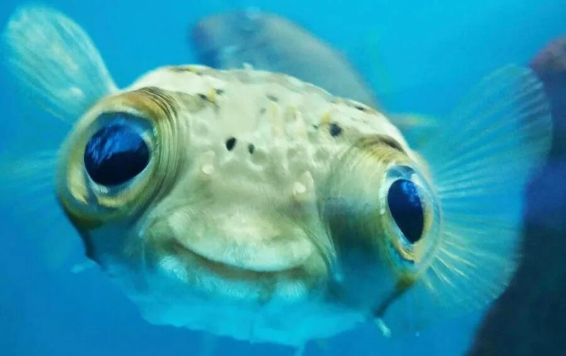 Create meme: animals cute, the funniest fish, bug - eyed fish
