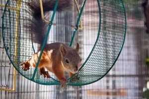 Create meme: protein, proteins, squirrel in the wheel photo