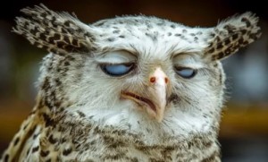 Create meme: funny, funny animals, funny owl