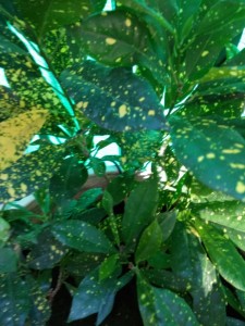 Create meme: green leaf, aukuba care at home, codiaeum variegatum