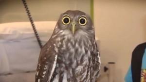 Create meme: owl, stoned owls GIF, owl with bulging eyes