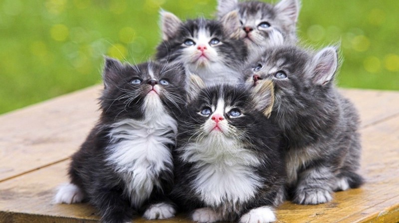 Create meme: nyashki seals, cat , lots of cute kittens
