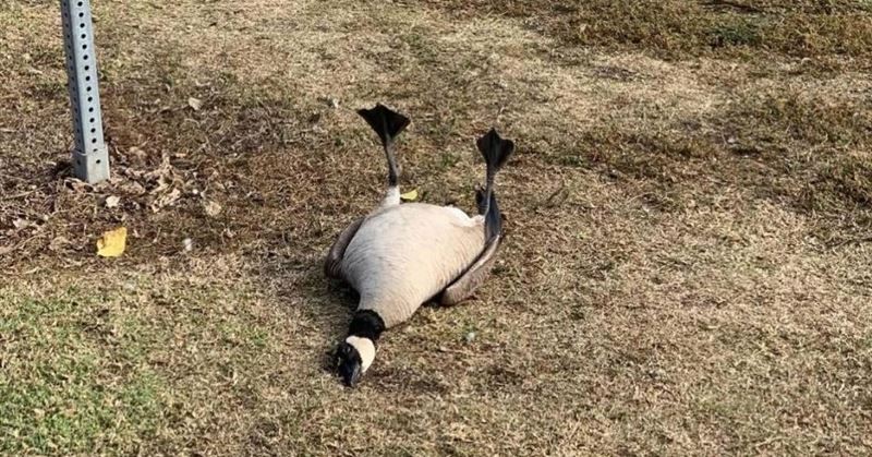 Create meme: tired goose, always tired goose, goose bird