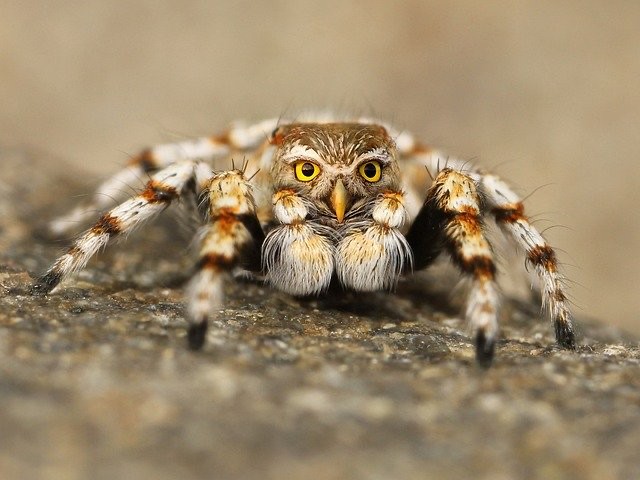 Create meme: spider tarantula, spider , spider close-up